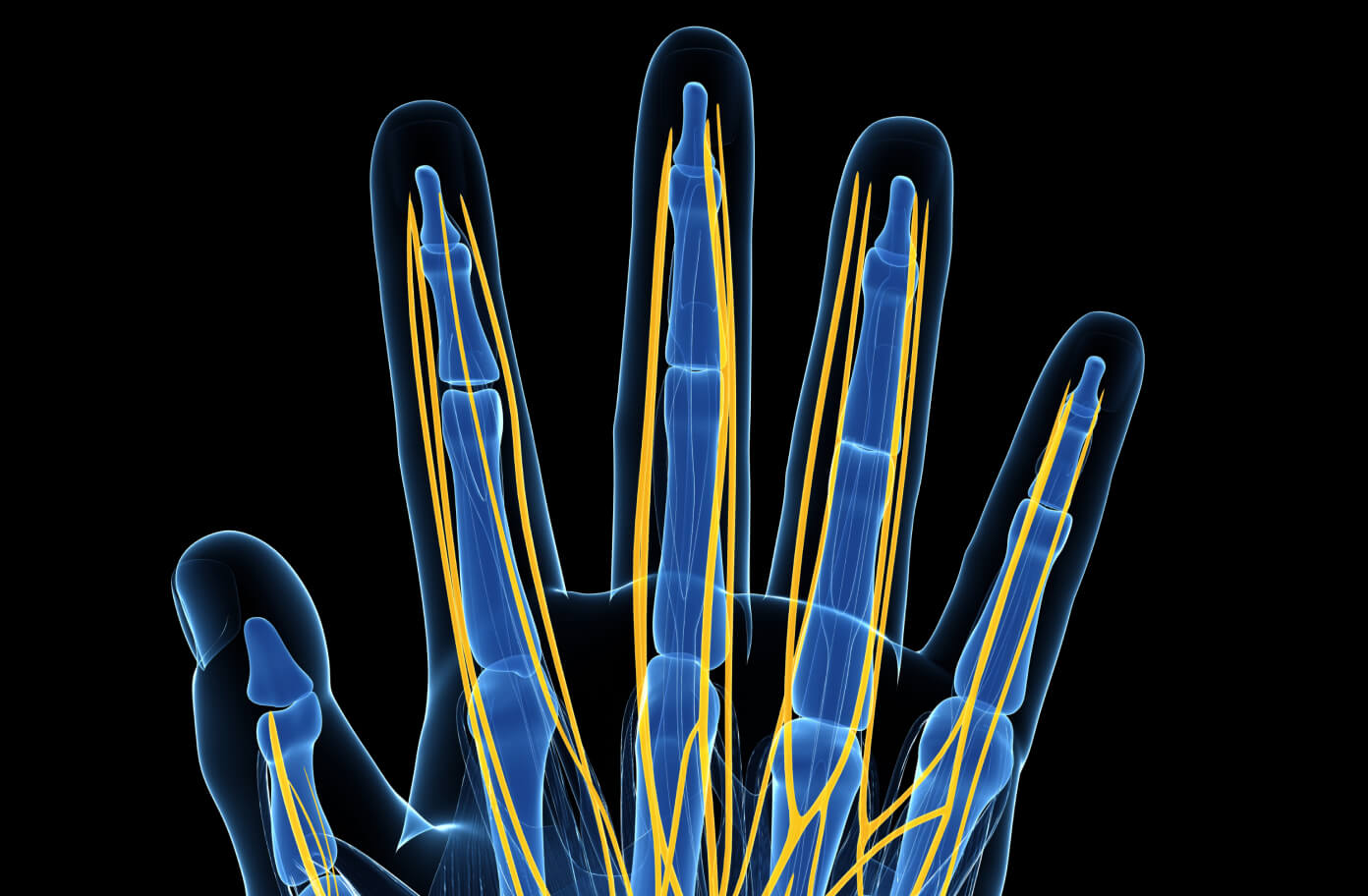 hand nerves