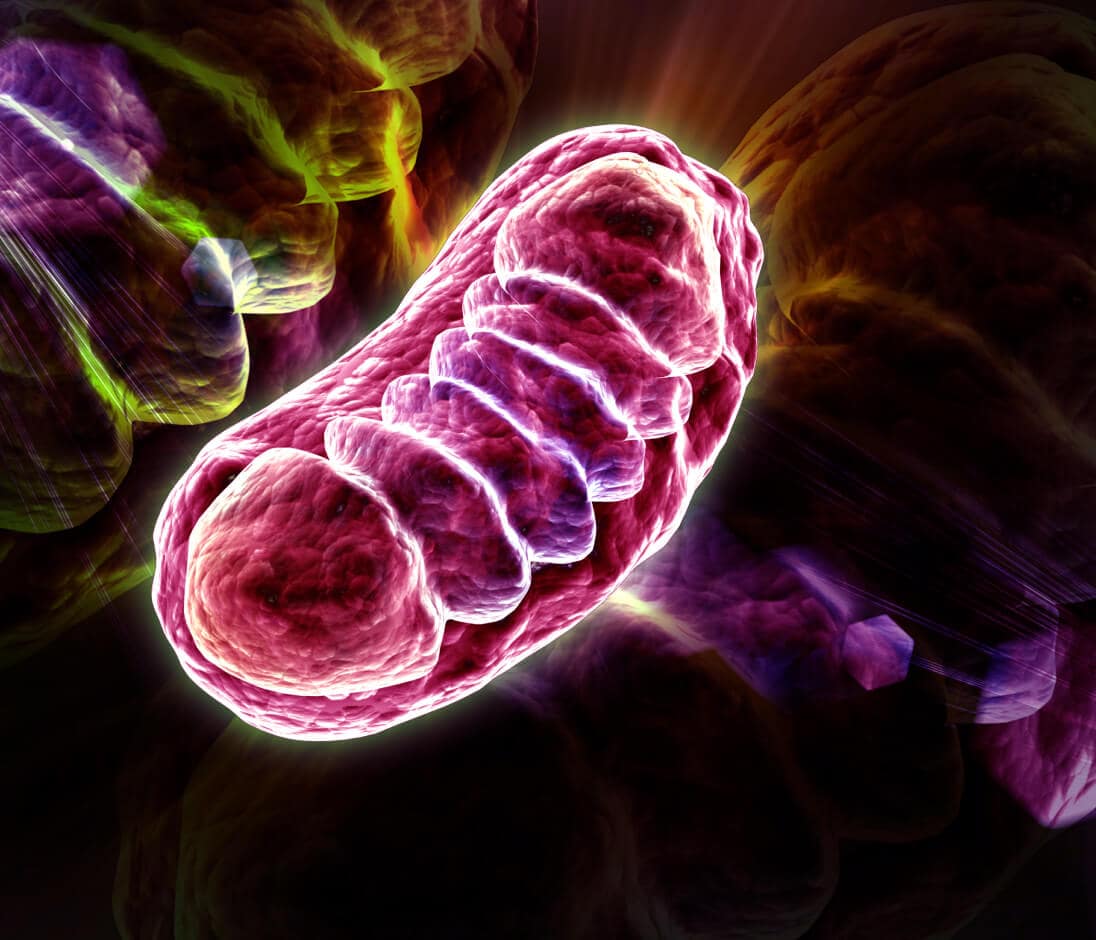 mitochondria
